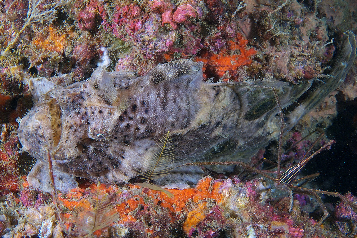 frogfish_2011_07_31
