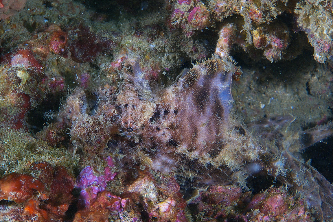 frogfish_2011_07_33