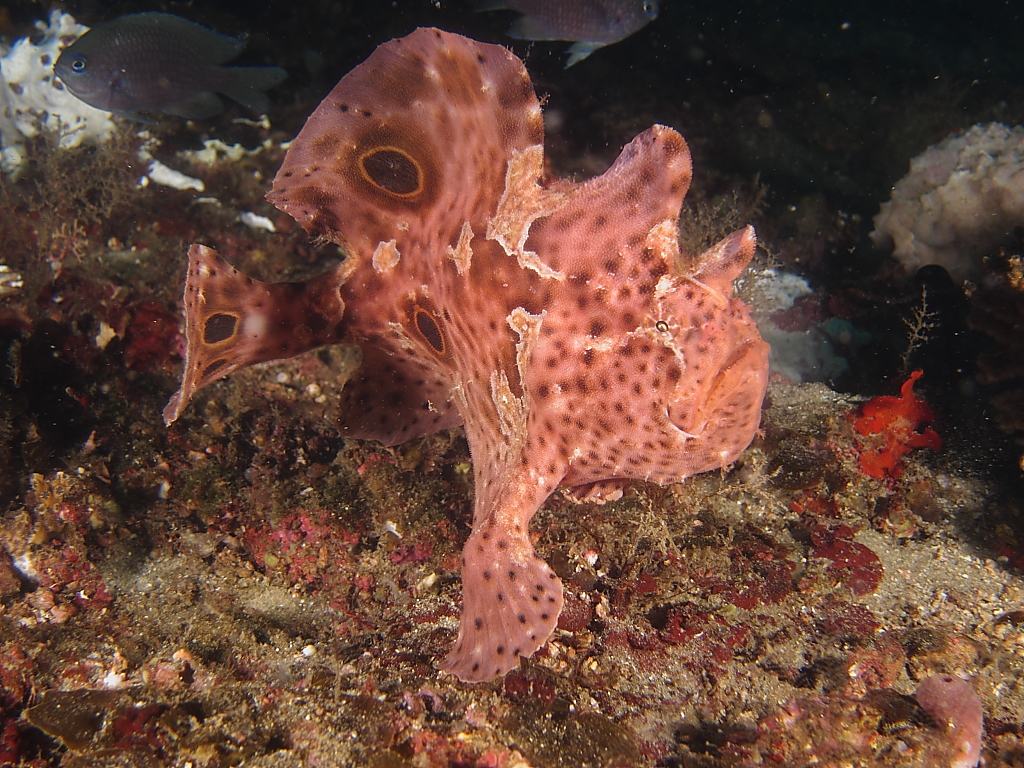 frogfish_950