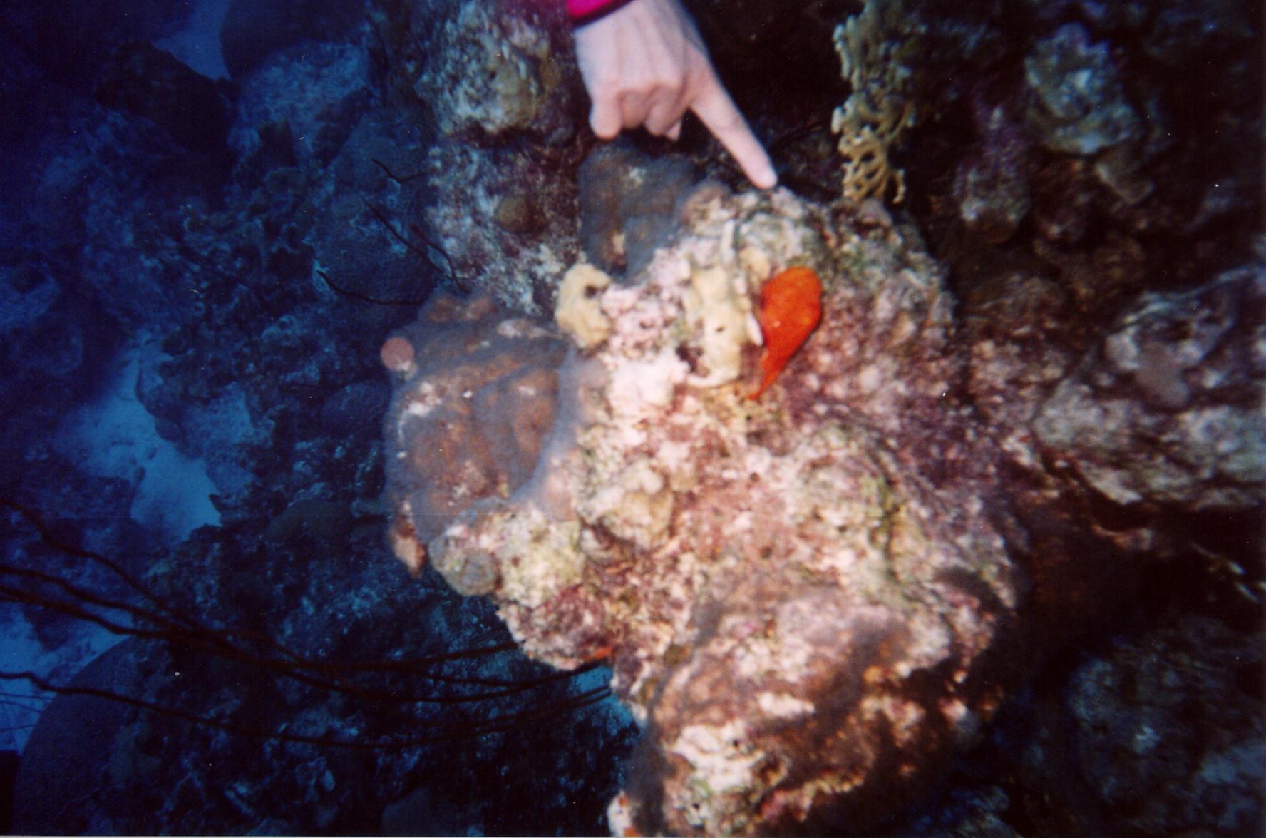 Frogfish_Bonaire_2004
