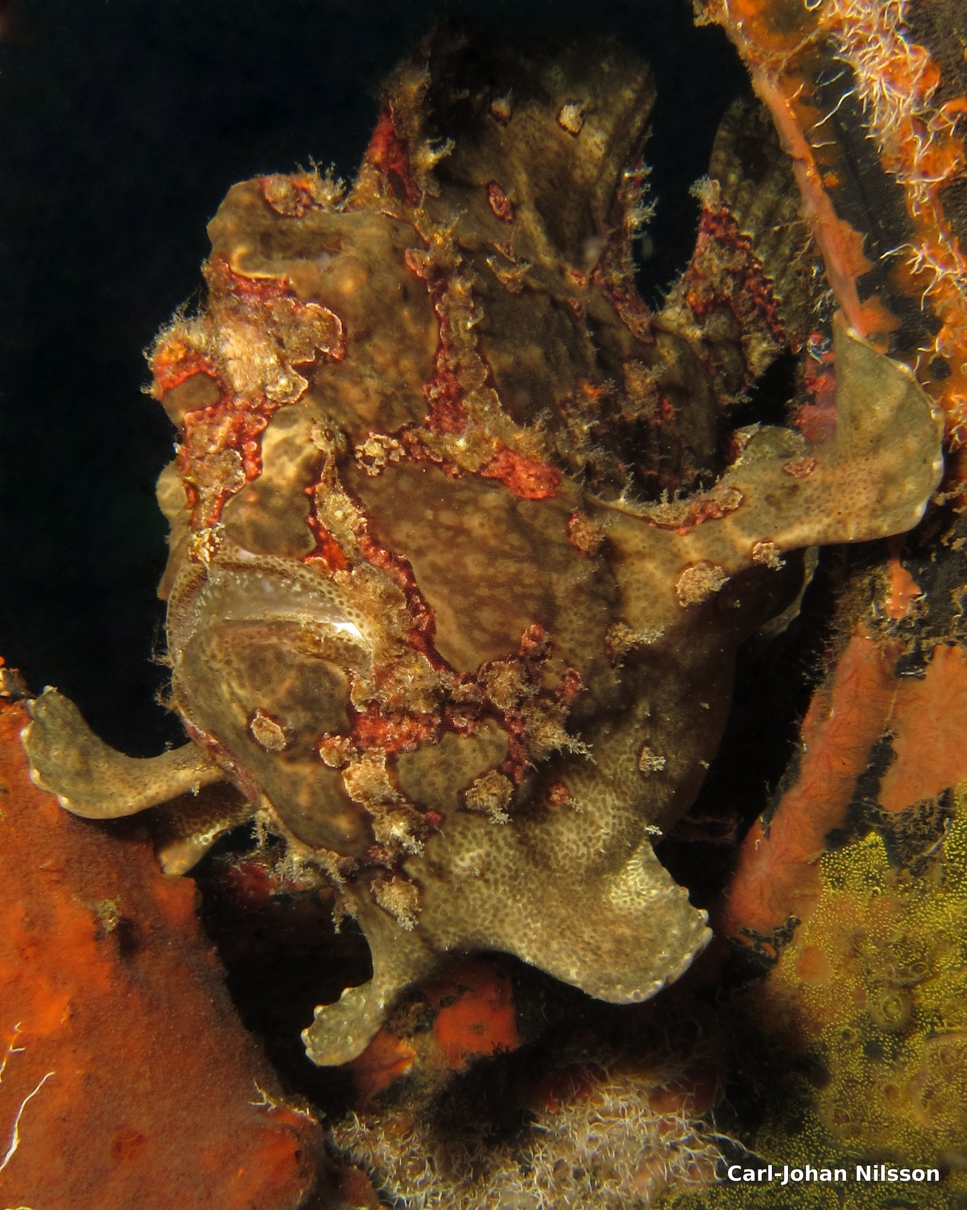 Frogfish_Brown-5