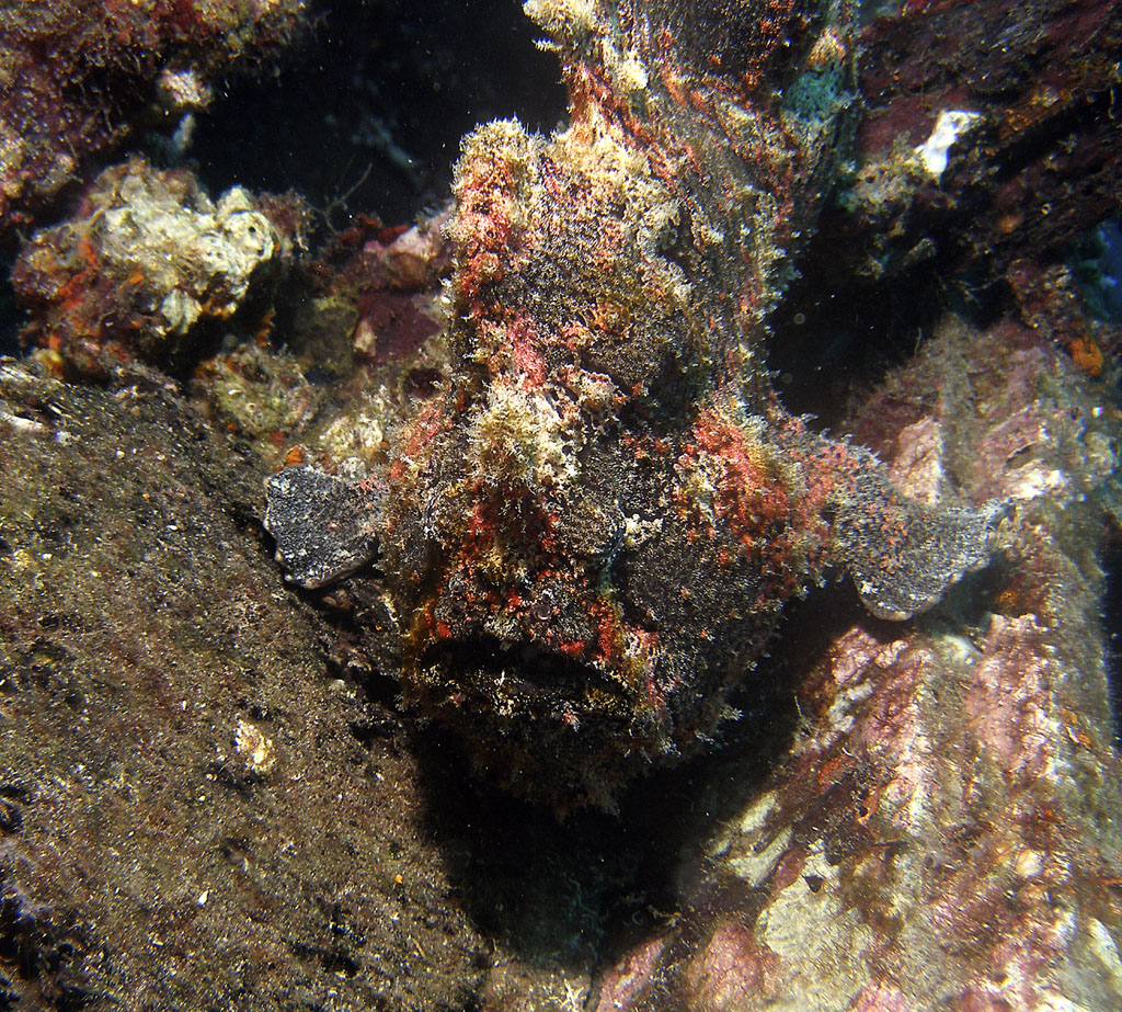 frogfish_giant_2