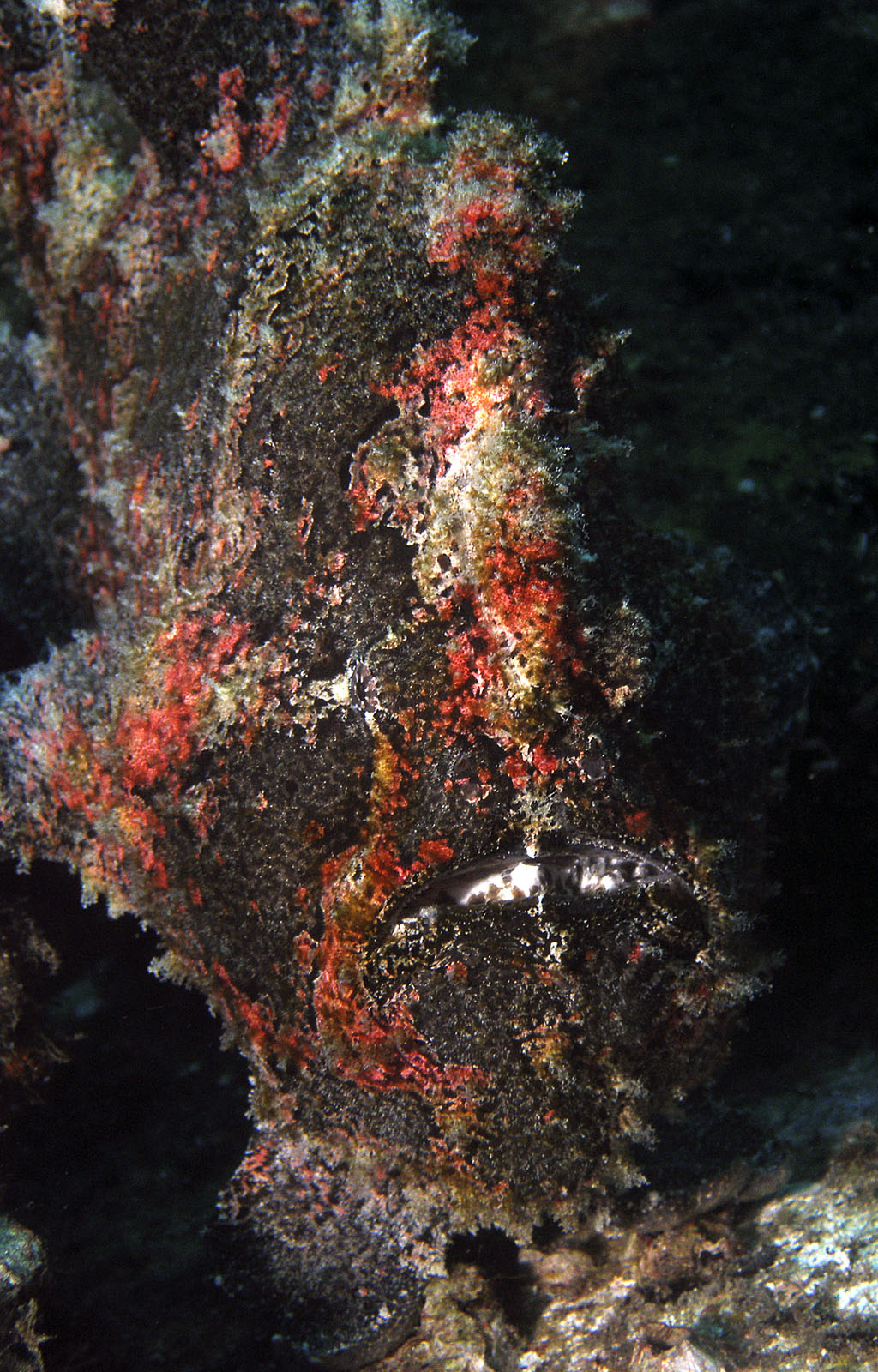 frogfish_giant_5