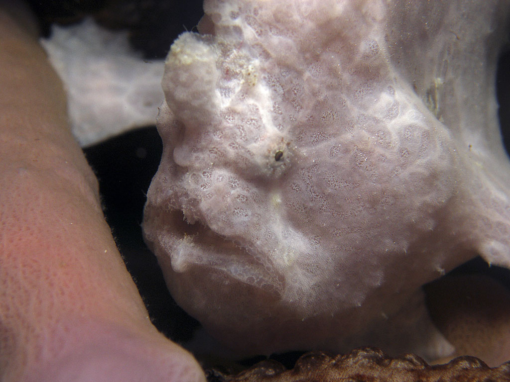 frogfish_white2