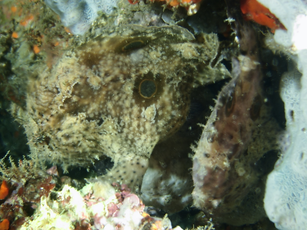 frogfishes_960