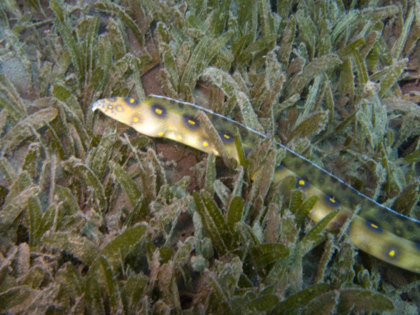 From Dominica