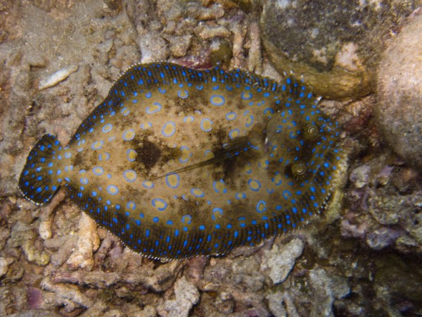 From Dominica