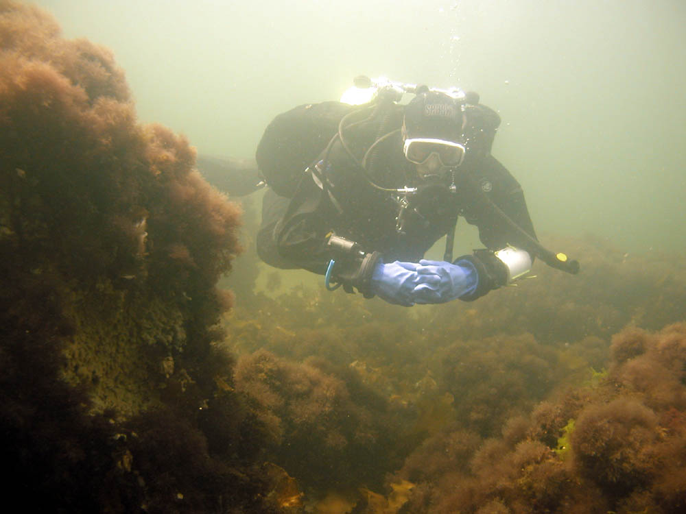 Front Beach dive, Rockport, MA 081709