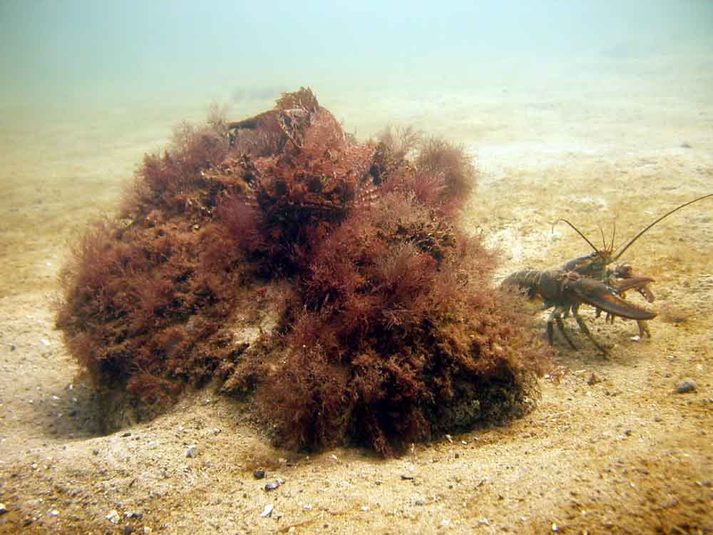 Front Beach dive, Rockport, MA 081709