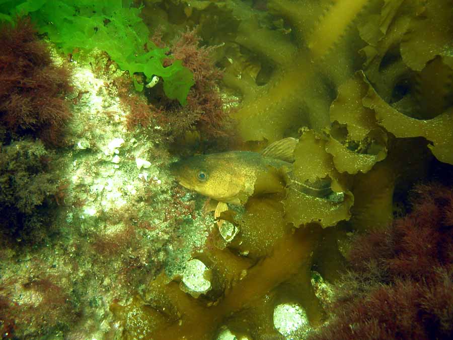 Front Beach, Rockport, MA, Dive 052508