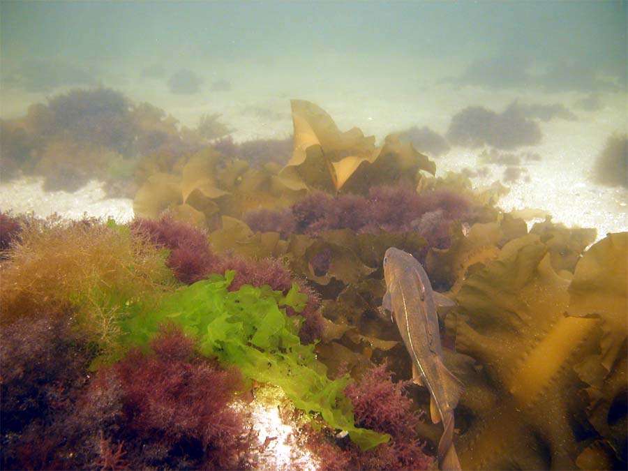 Front Beach, Rockport, MA, Dive 052508