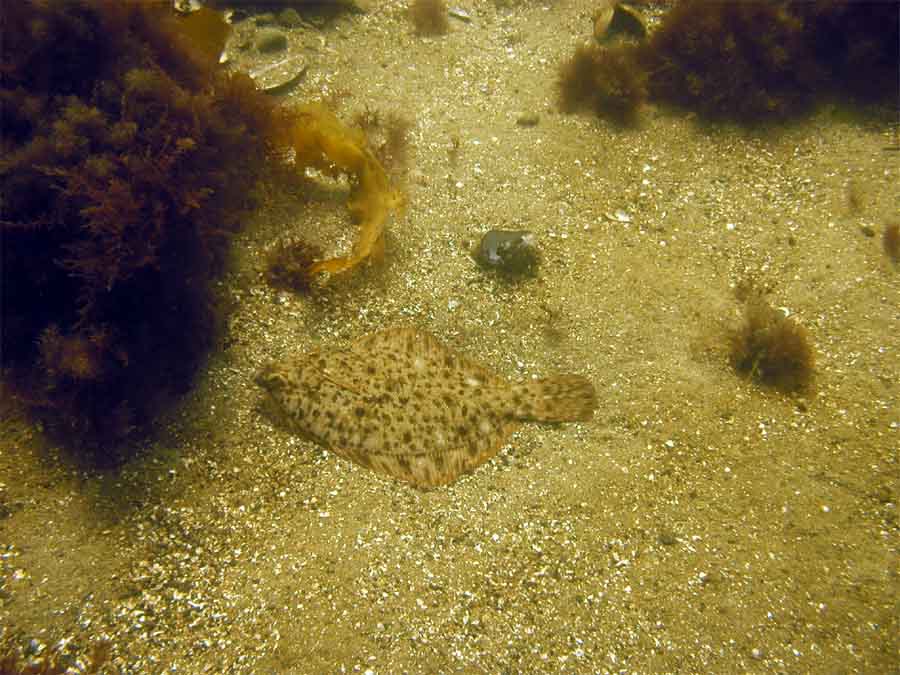 Front Beach, Rockport, MA, Dive 052508