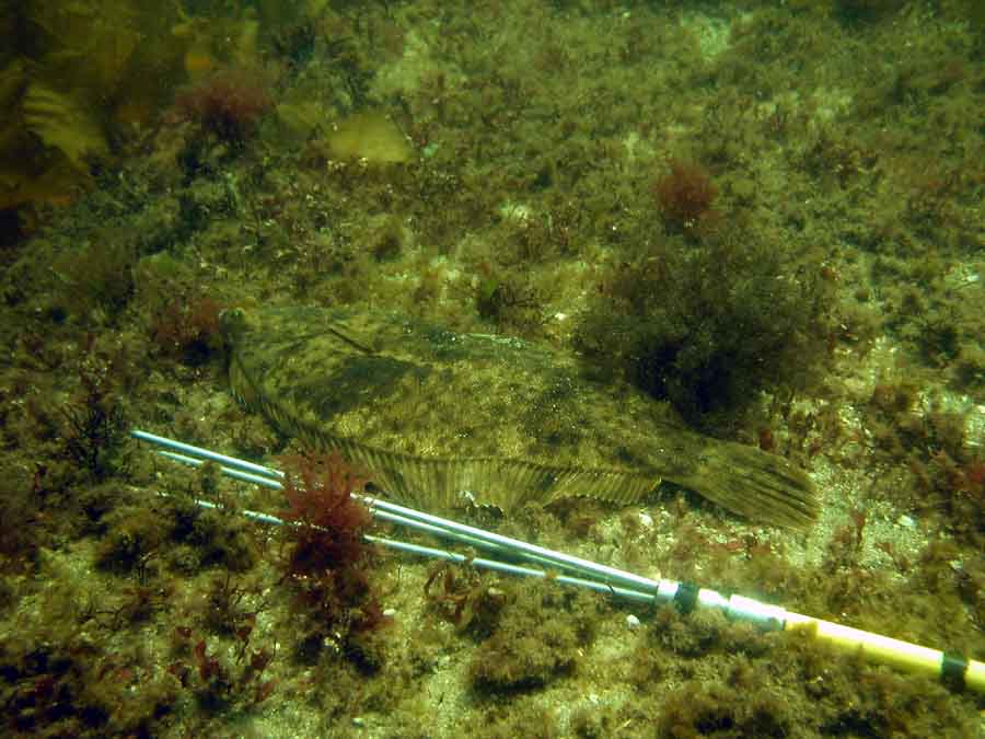 Front Beach, Rockport, MA, Dive 052508