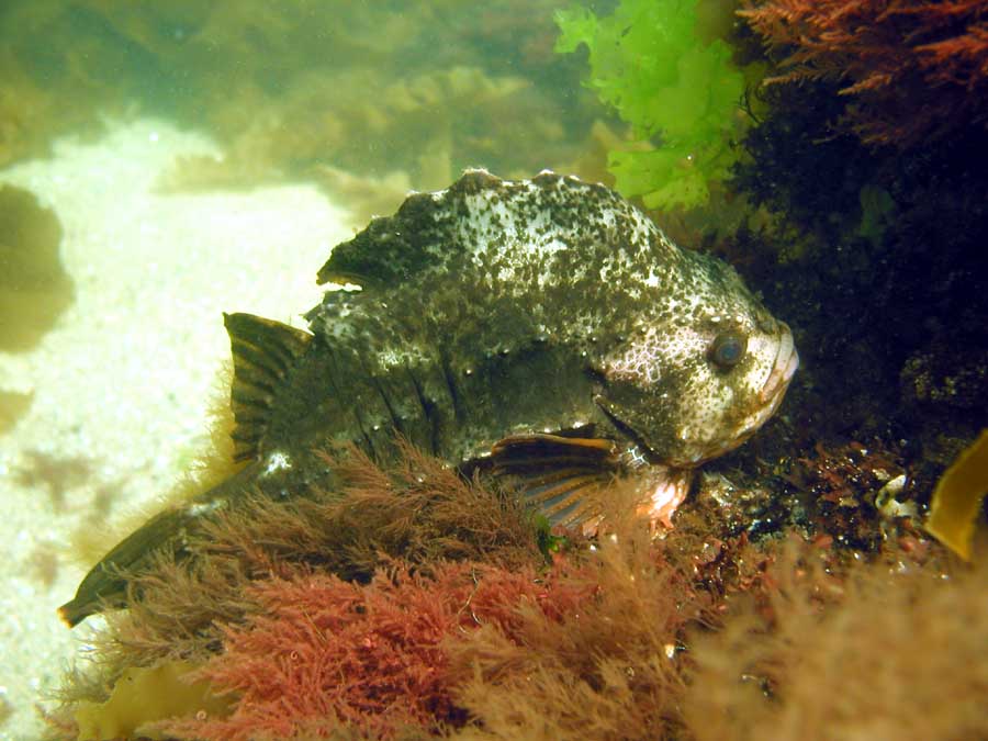 Front Beach, Rockport, MA, Dive 052508