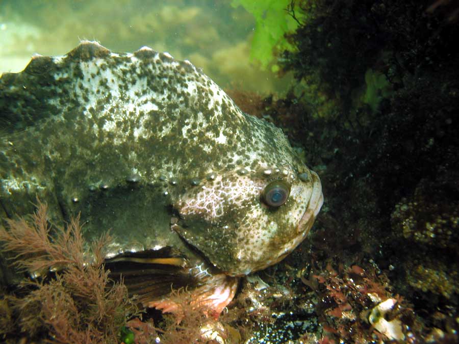 Front Beach, Rockport, MA, Dive 052508