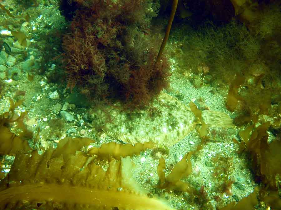 Front Beach, Rockport, MA, Dive 052508