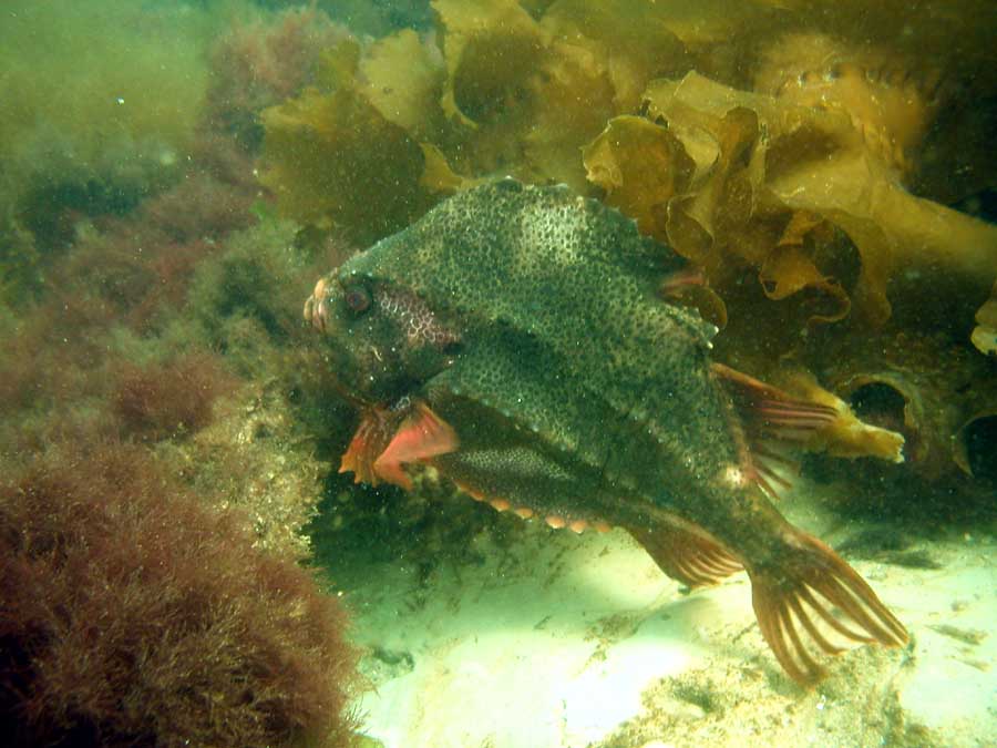 Front Beach, Rockport, MA, Dive 052508