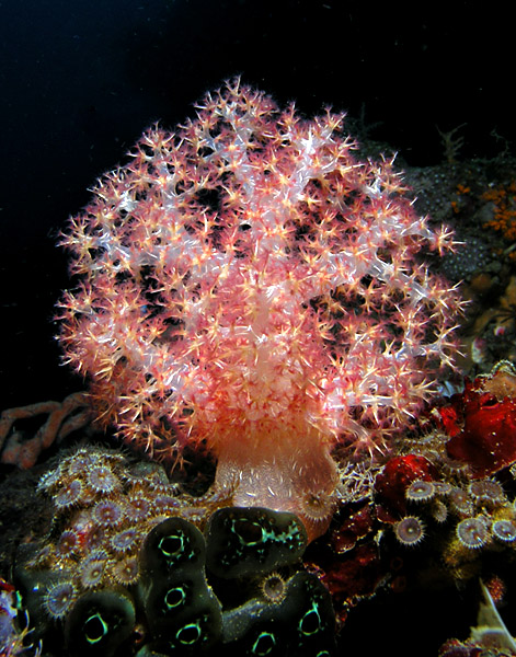 Frosty soft coral