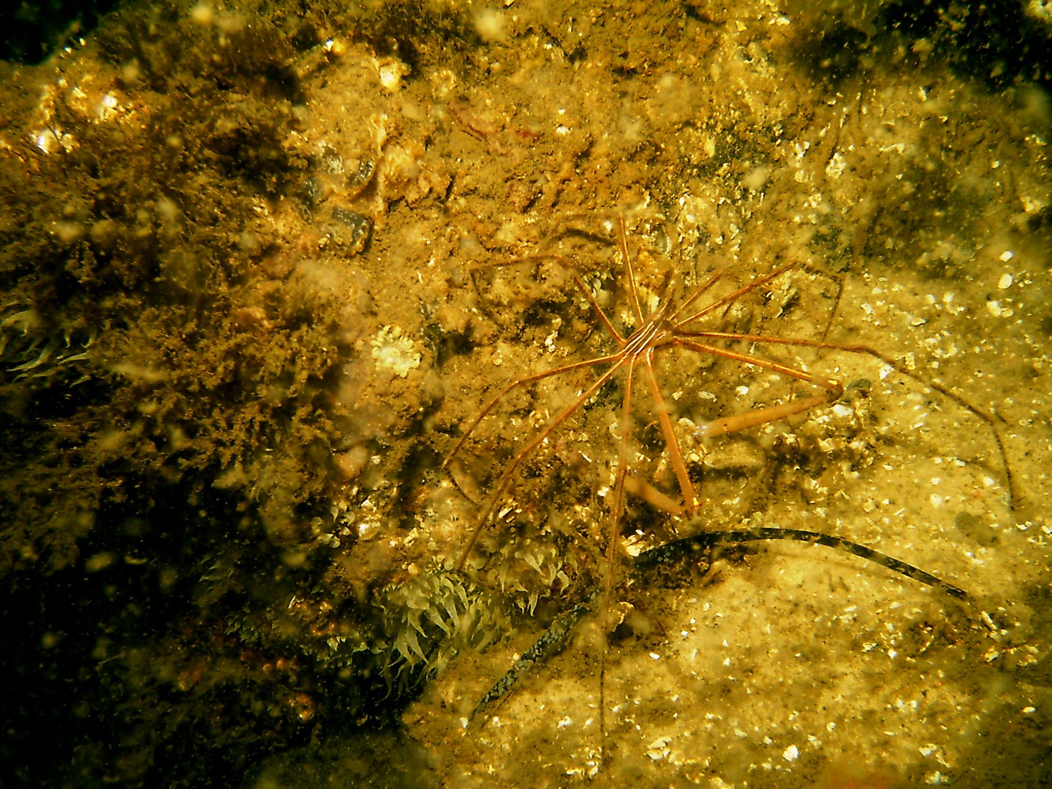 Ft. Pickens, FL 070409 - Arrow Crab