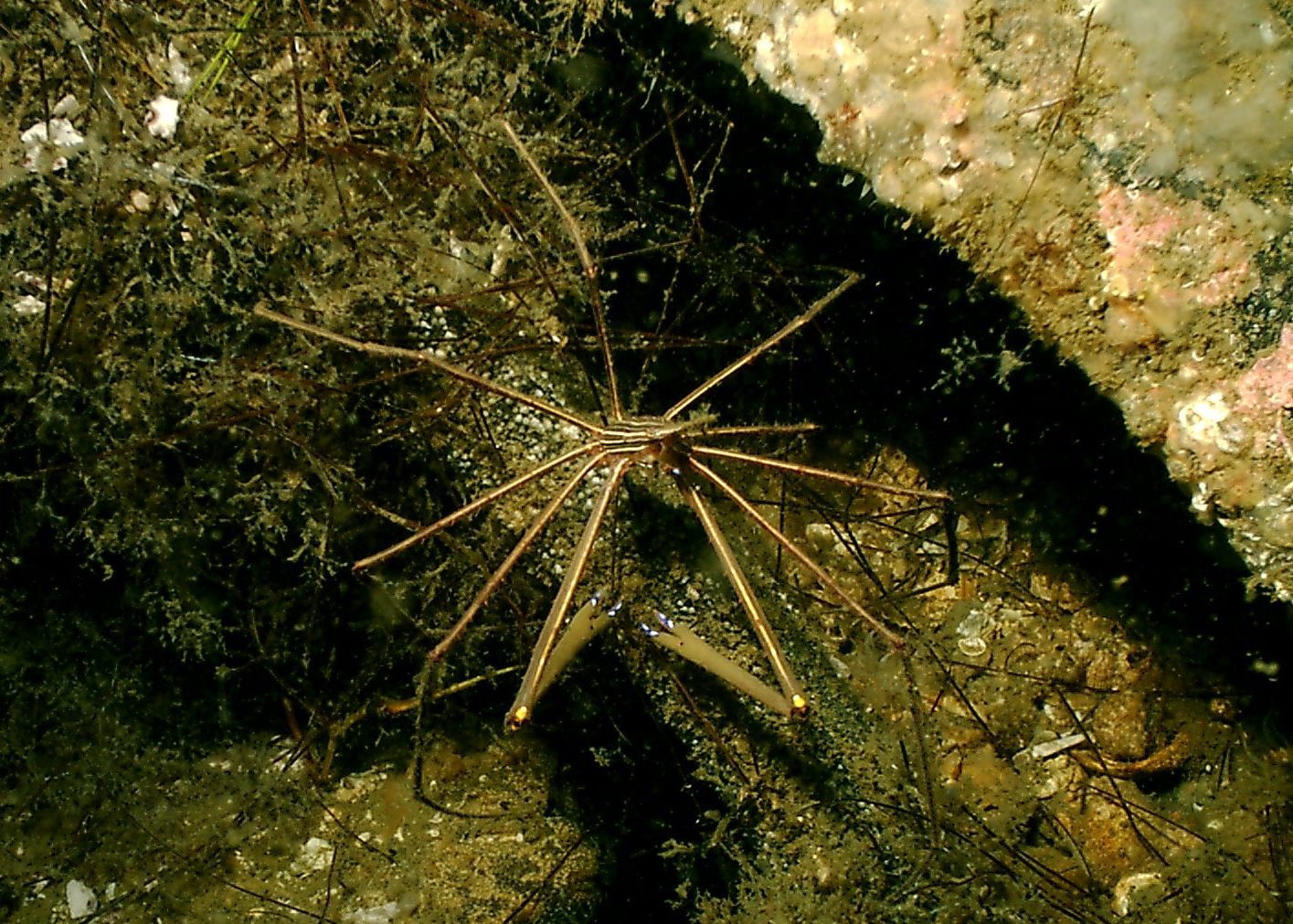 Ft. Pickens, FL 090409 Arrow Crab