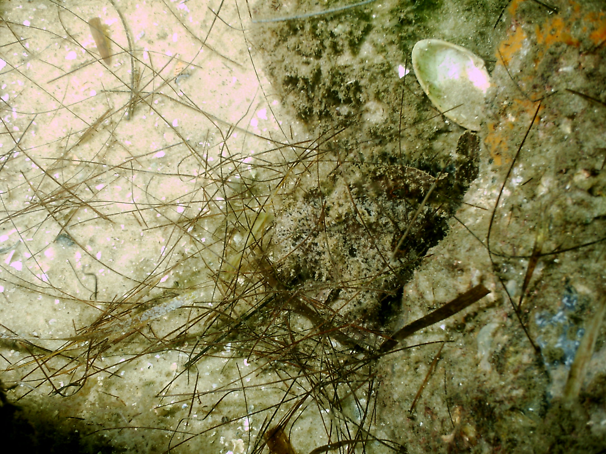 Ft. Pickens, FL 090409 Frogfish