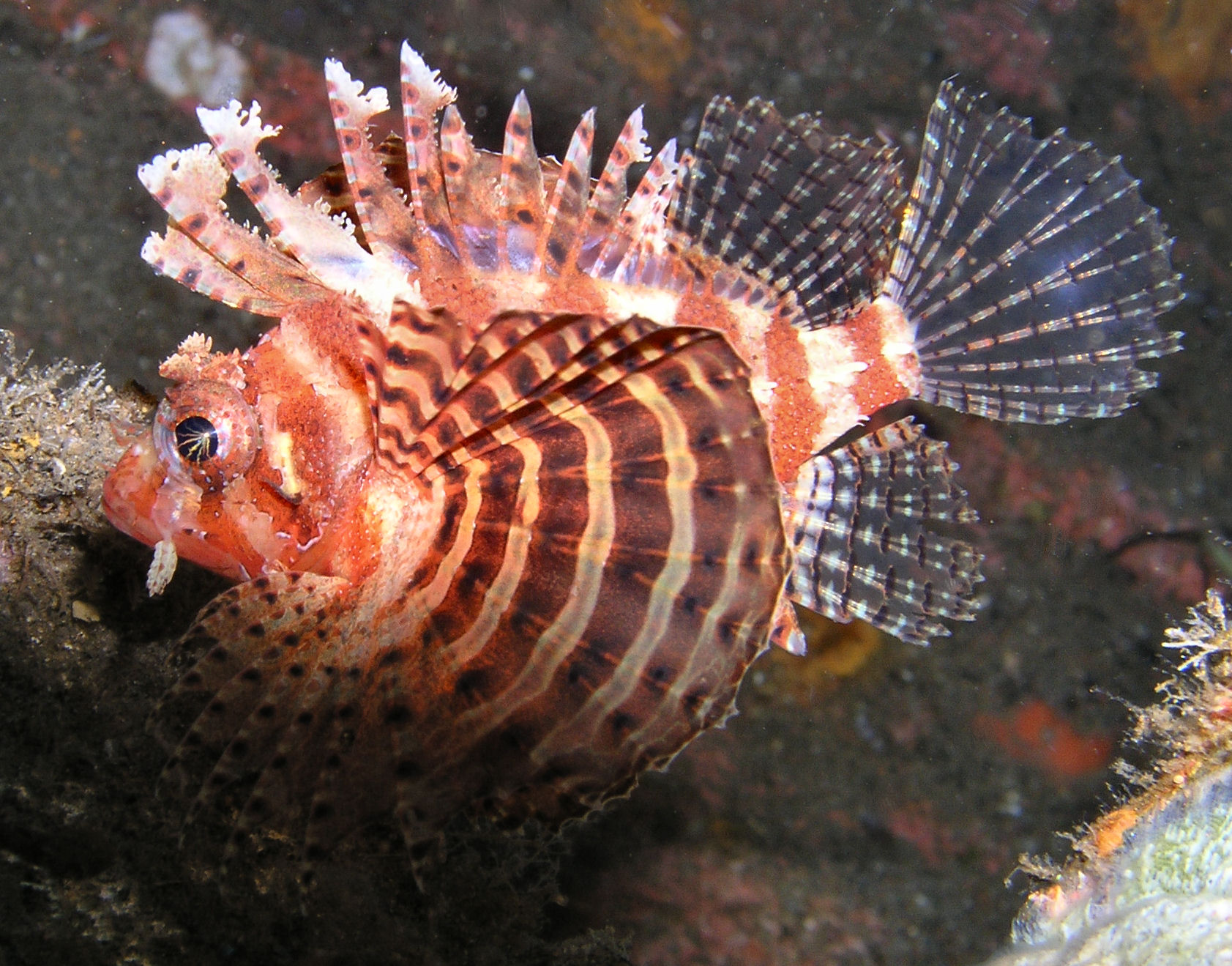 Full Lionfish