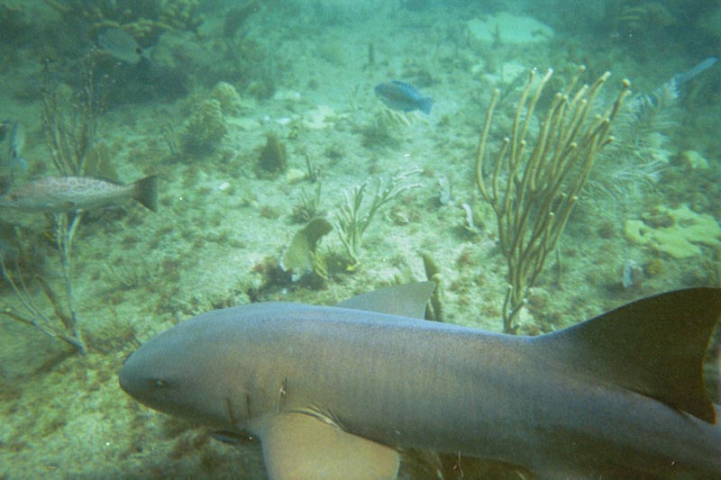 Fun day with Nurse Sharks