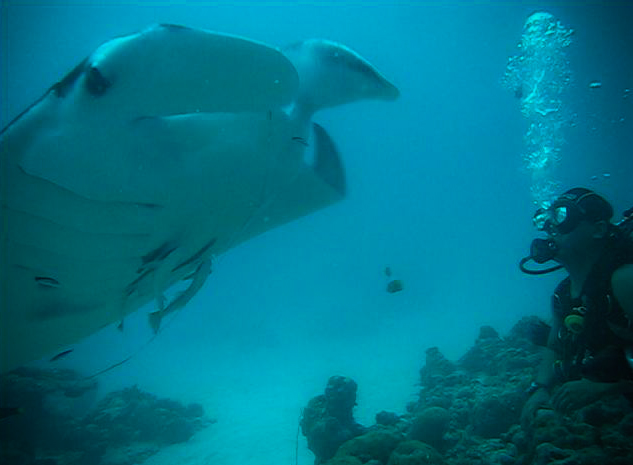 fun dives in palau, bohol