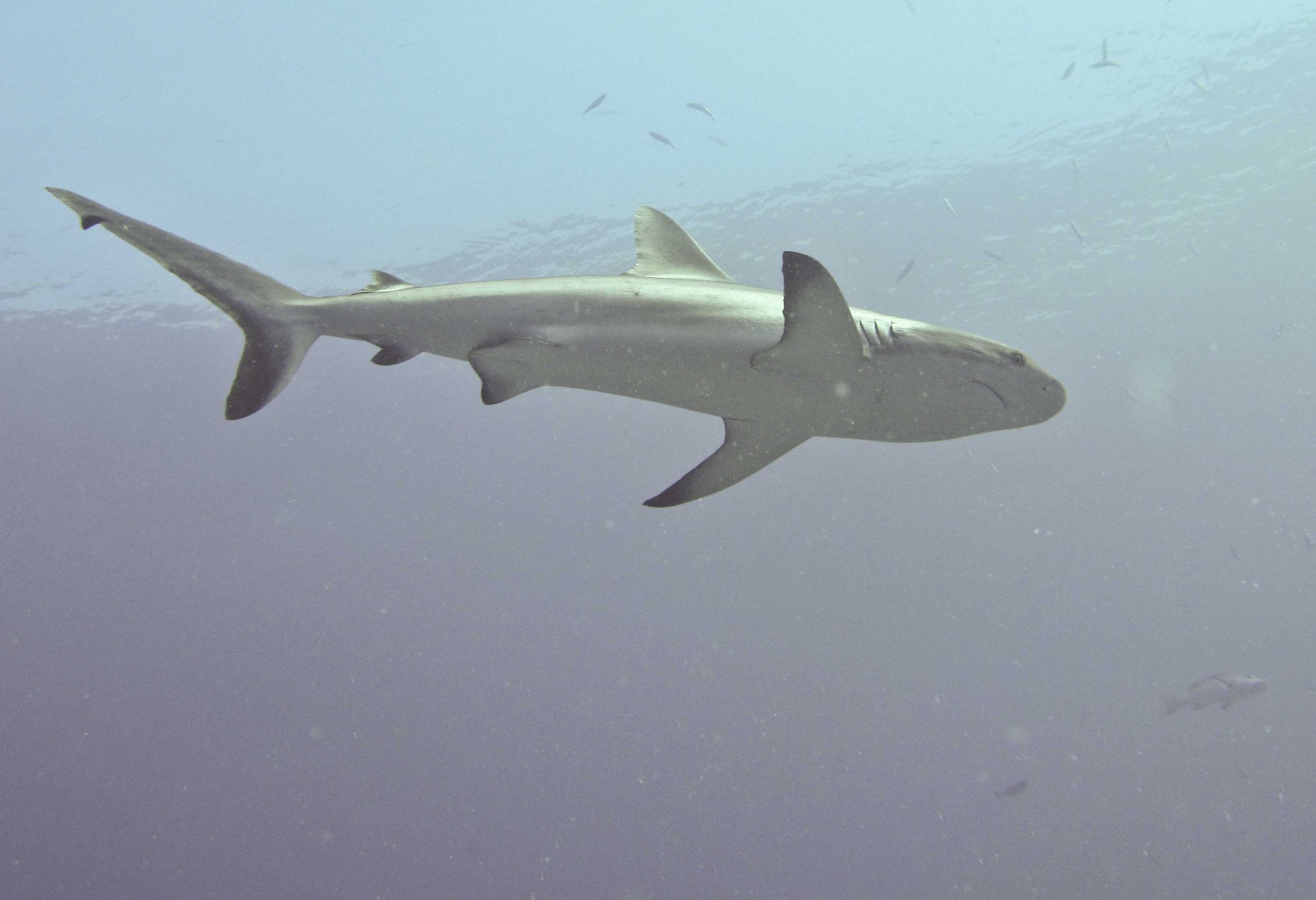 fun dives in palau, bohol