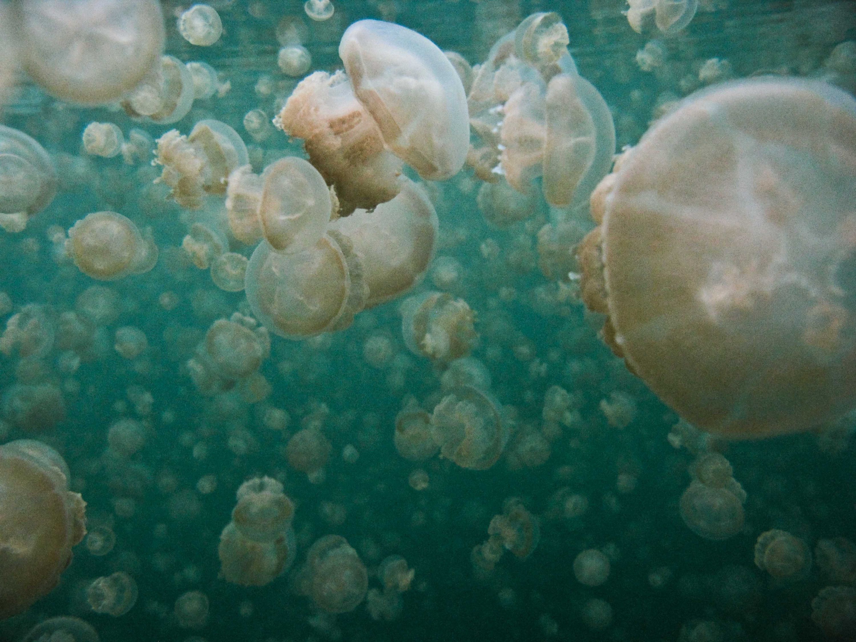fun dives in palau, bohol
