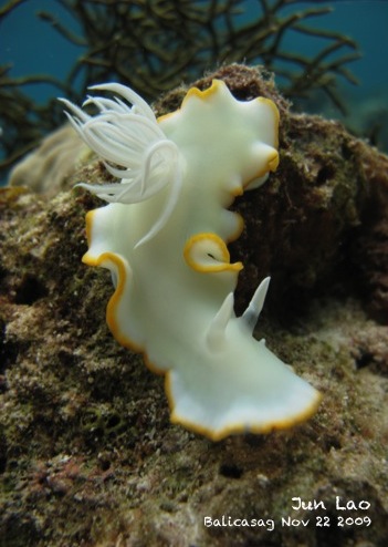 fun dives in palau, bohol