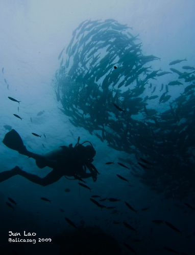 fun dives in palau, bohol