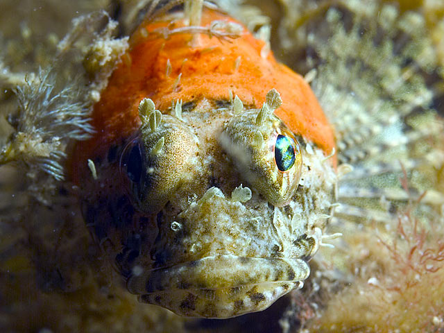 Fungus on Sculpin