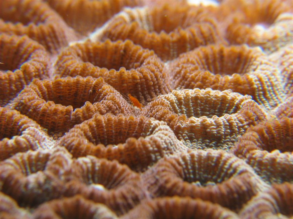 Funny creature on coral