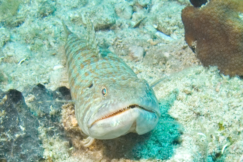 Funny-fish-closeup