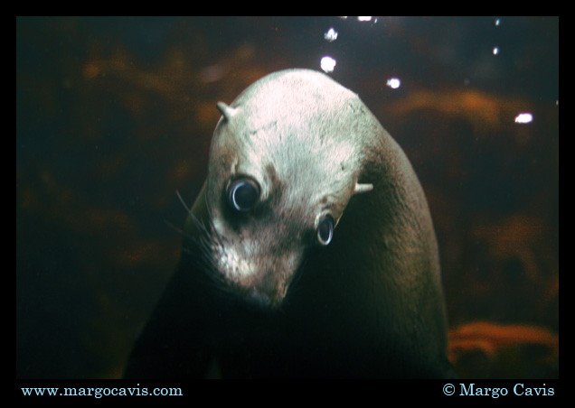 Fur Seal