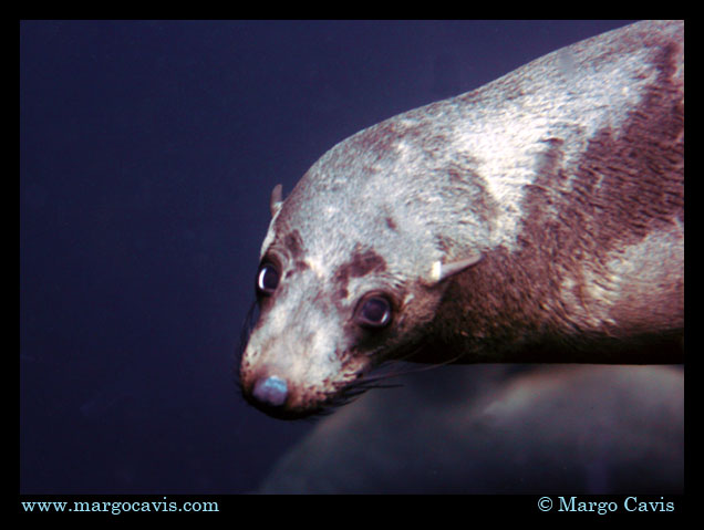 Fur Seal