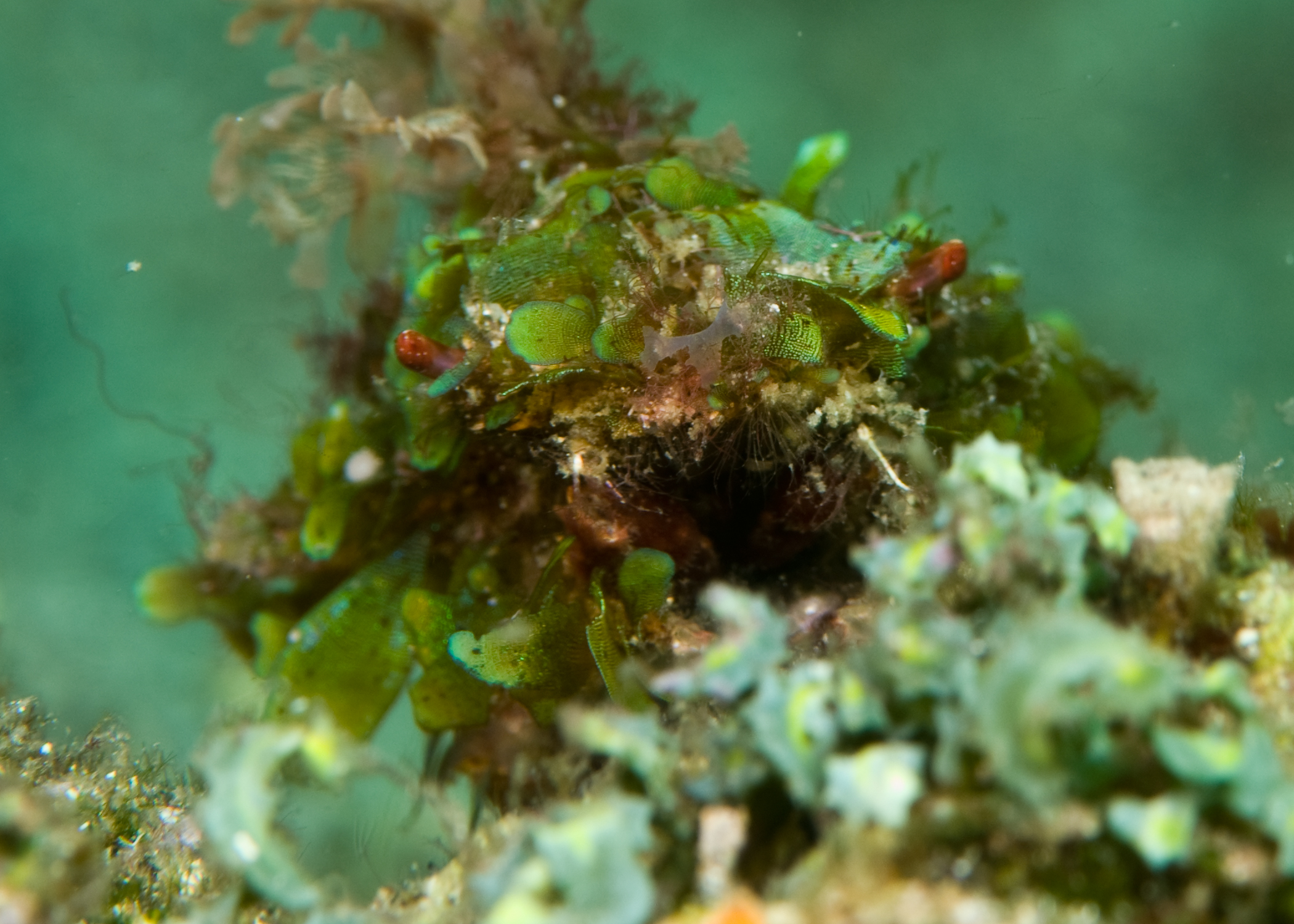 Furcate crab | ScubaBoard