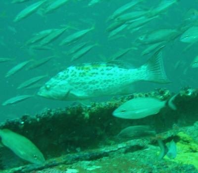 gag grouper on wreck