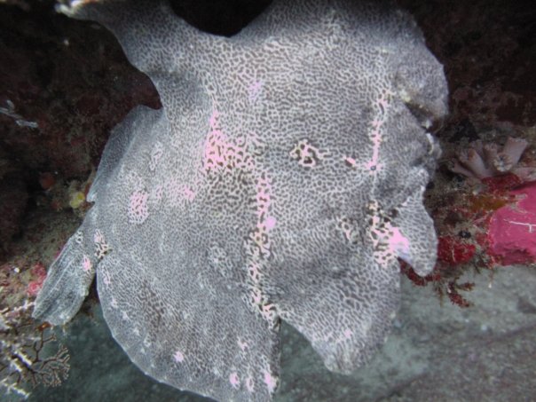 GAINT FROGFISH