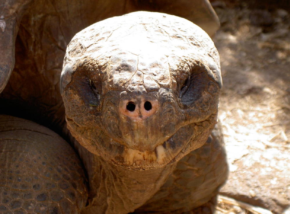 Galap land tortoise