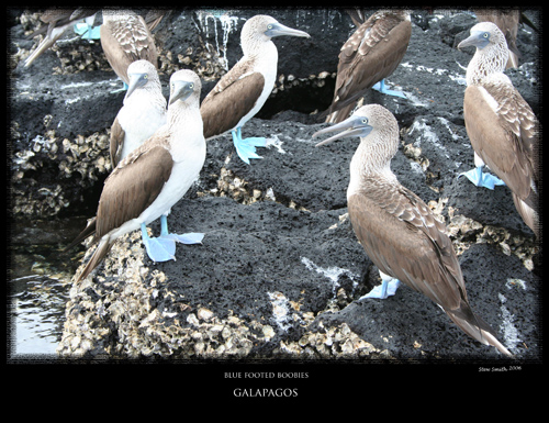 galapagos blue footed boobies