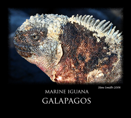 galapagos sea iguana