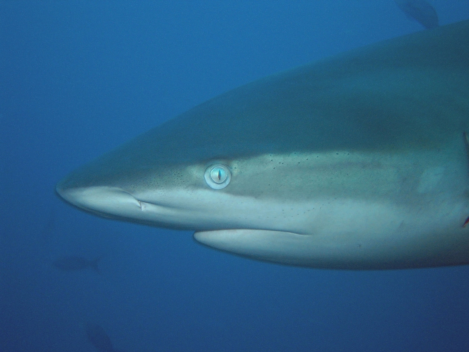 Galapagos Shark