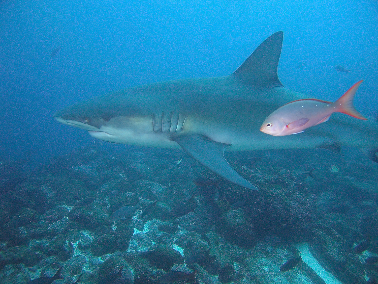 Galapagos Shark