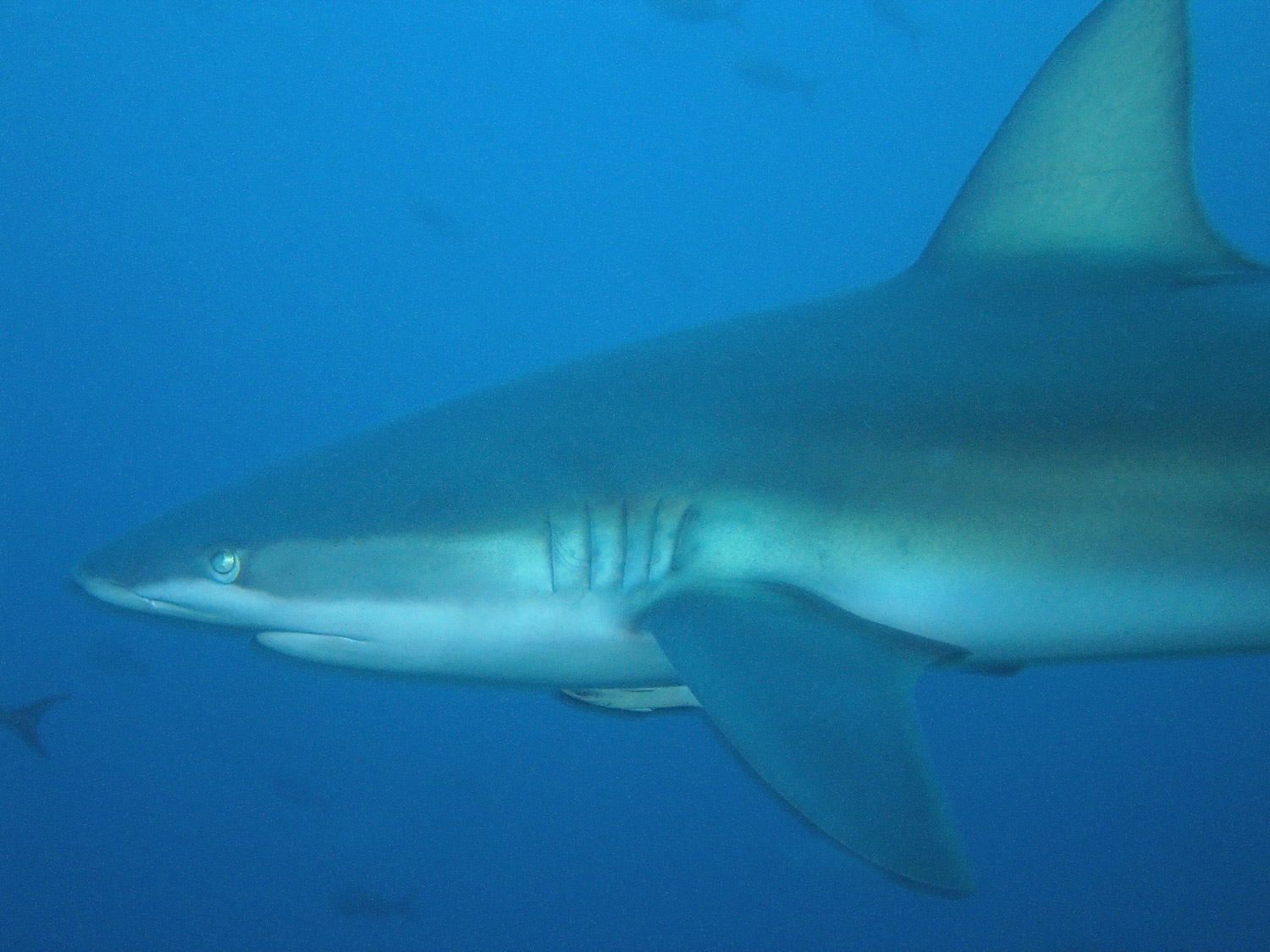 Galapagos Shark