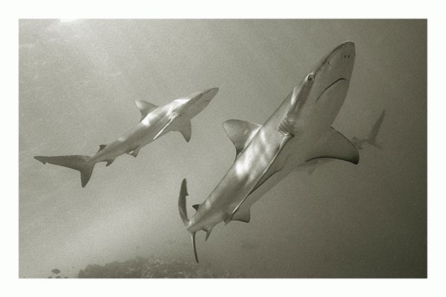 Galapagos Sharks