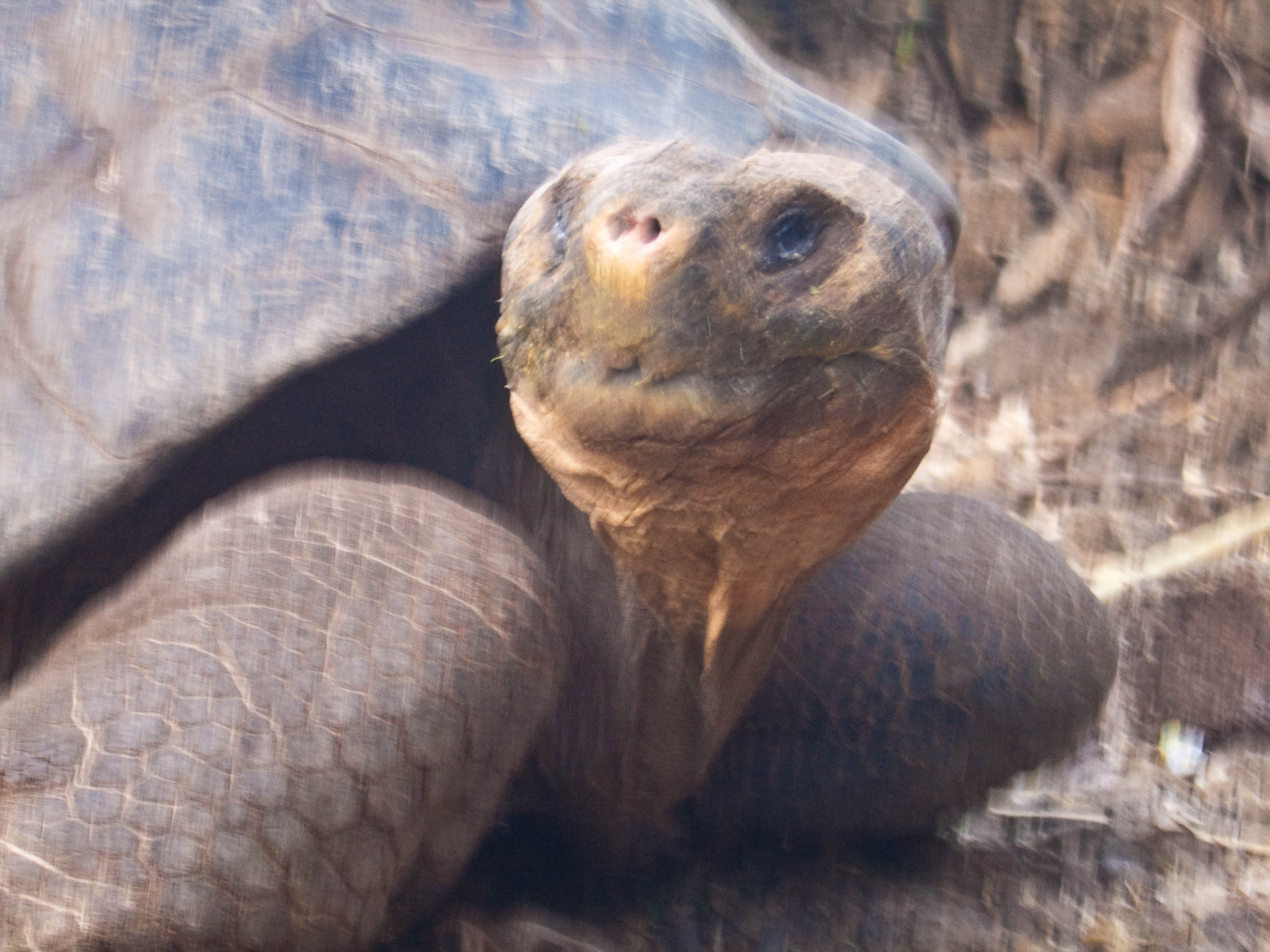 Galapagos_Tortoise