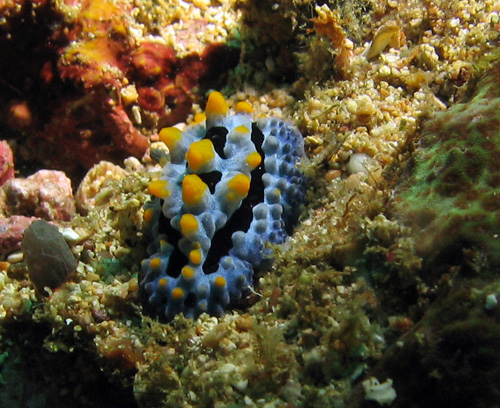 galeranudi05