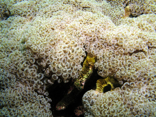 galerasoftcoral01